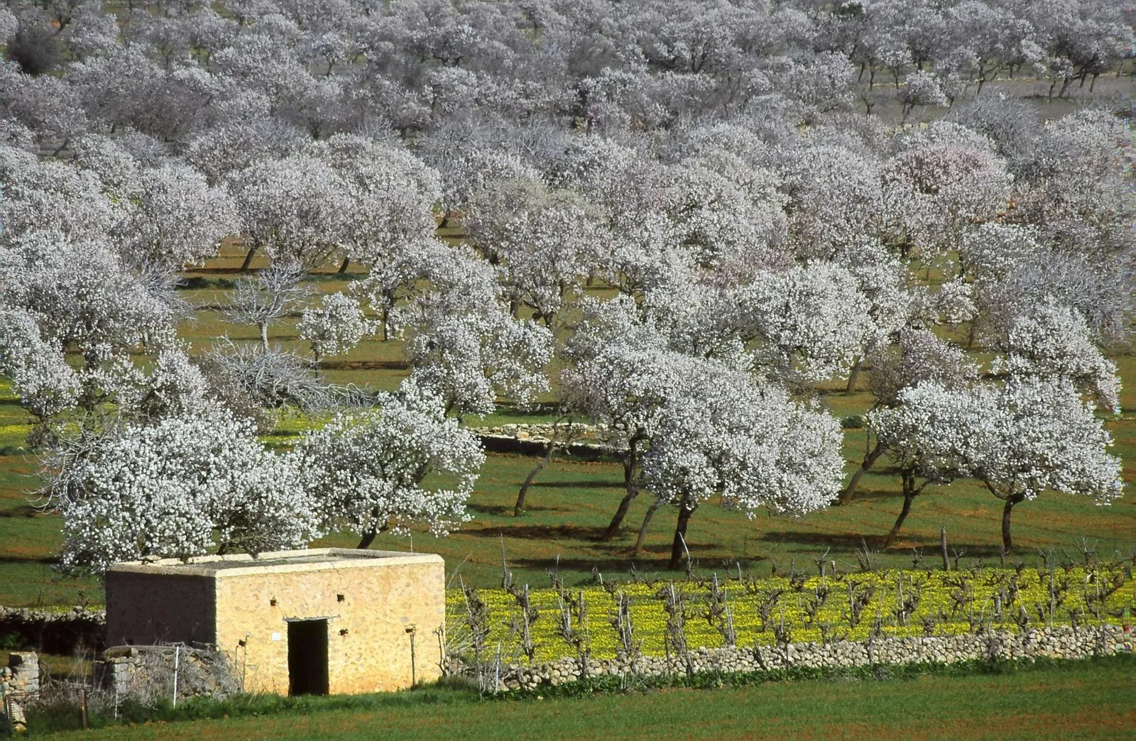 aguas-de-ibiza-2025-santa-ines-almendros-en-flor